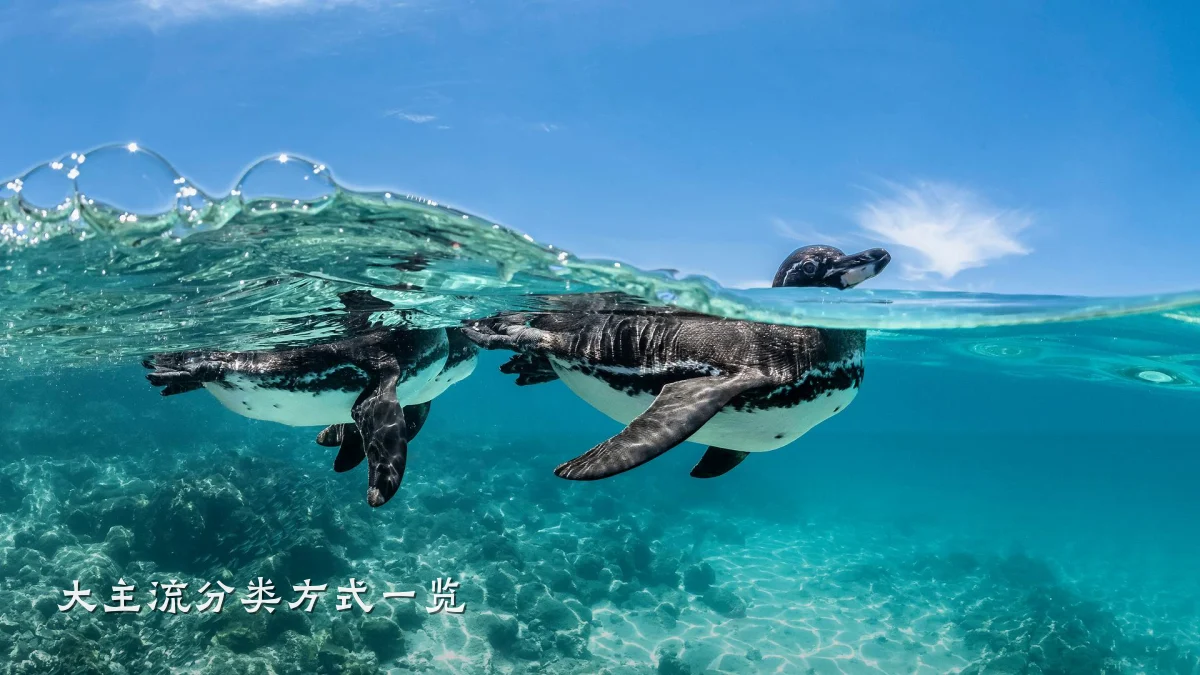 大主流分类方式一览